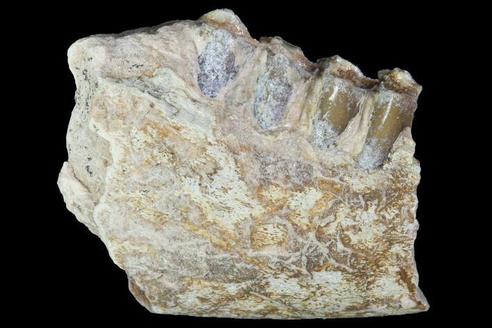 Oligocene Ruminant (Leptomeryx) Jaw Section - South Dakota #100418